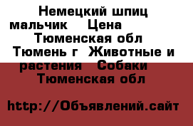 Немецкий шпиц мальчик  › Цена ­ 15 000 - Тюменская обл., Тюмень г. Животные и растения » Собаки   . Тюменская обл.